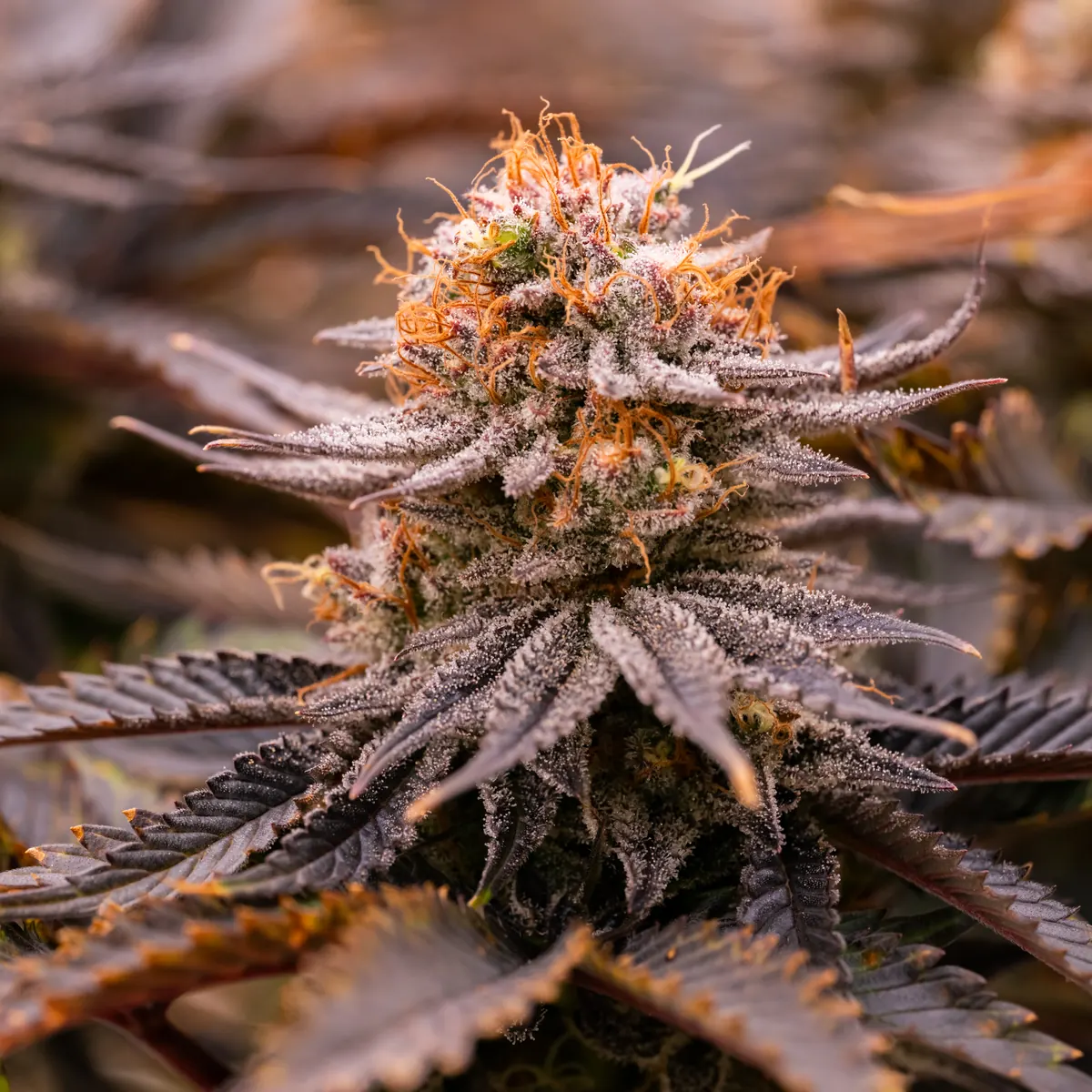 Strawberry OG Cookies