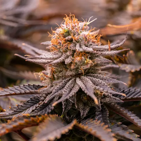 Strawberry OG Cookies